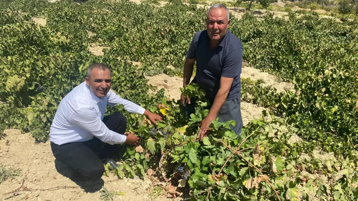 silifkede uzum hasadi basladi gzU2Xt56