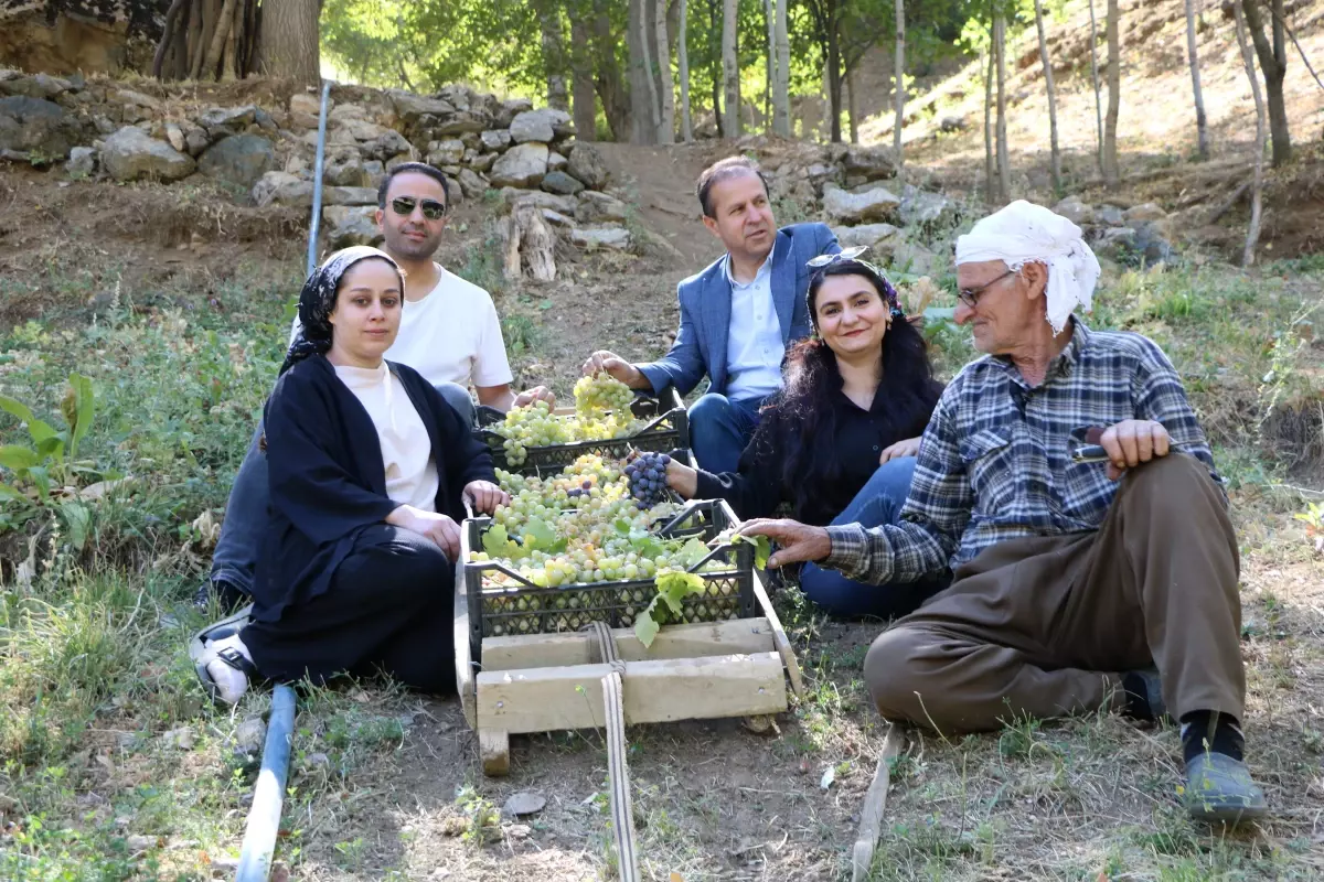 80 yasinda uzum hasadi X9GPv5YB