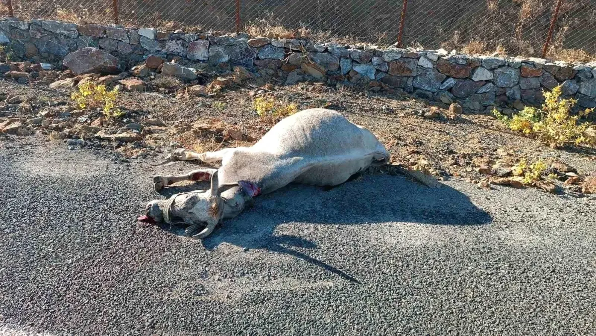 elazigda otomobil ata carpti lRyAGJTI