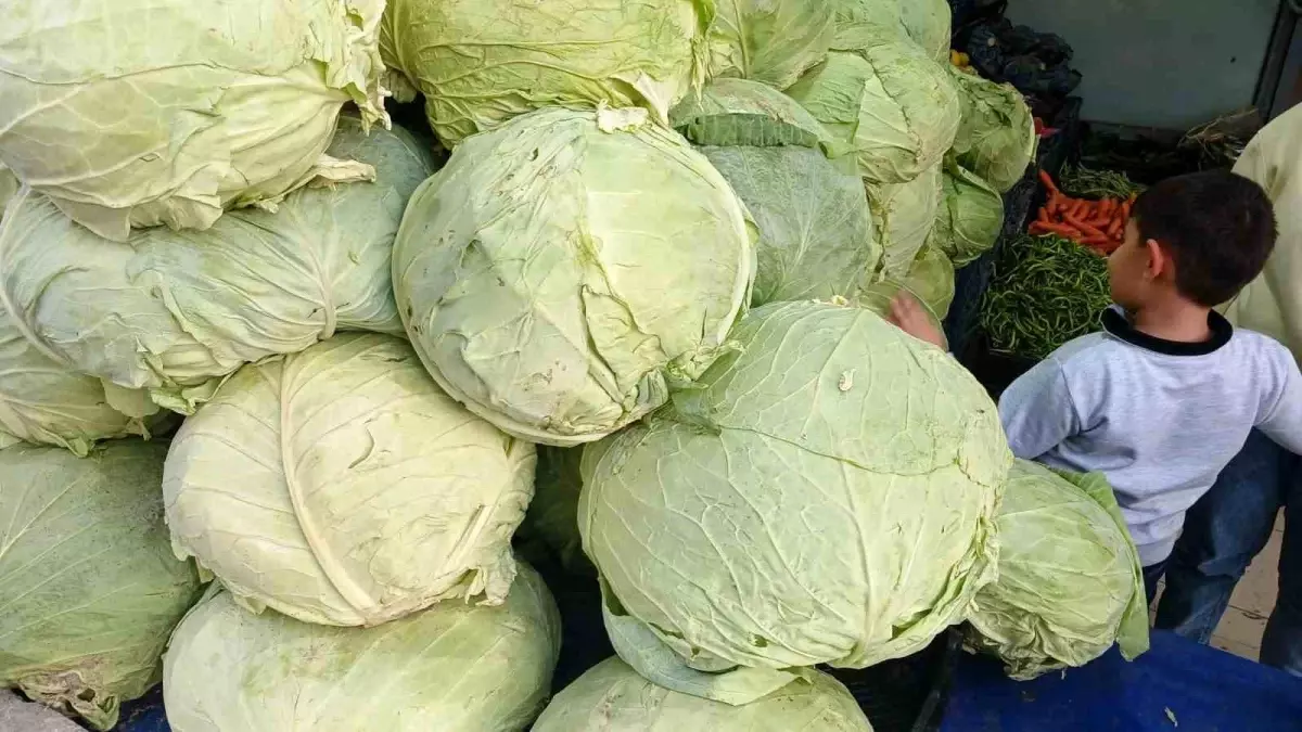 mus lahanalari kulpta satista xILDZHwb.jpg