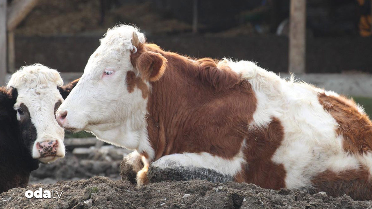 boluda sap alarmi 18 koy karantinada RtZBs4vi.jpg