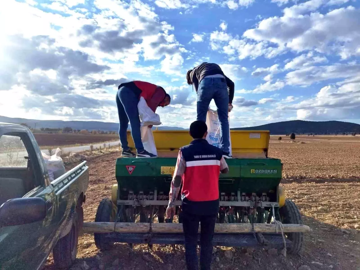 Çavdarhisar’da Tohum Dağıtımı ve Ekim Çalışmaları Başladı cavdarhisarda tohum dagitimi ve ekim calismalari basladi EWiEA3sj.jpg