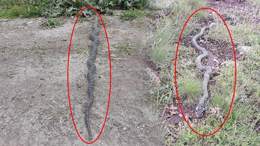 yer-afyonkarahisar-metrelerce-uzunluktaki-zehirli-yilan-dehsete-dusurdu-RdsKmksR.jpg