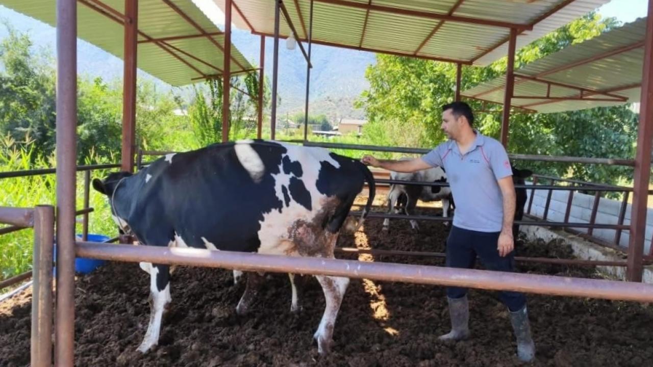 Milas’ta “şap hastalığı” nedeniyle 11 mahalle karantinaya alındı