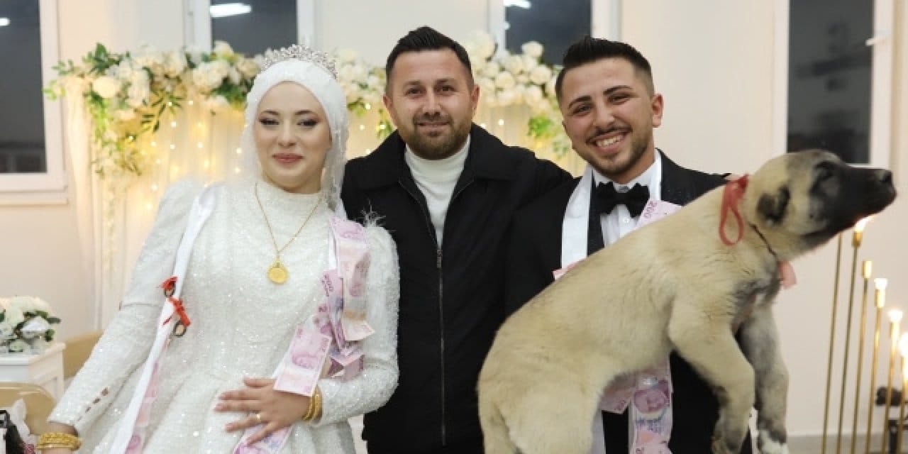 Takı merasiminde gelin ve damada şok: Takı yerine kangal yavrusu geldi