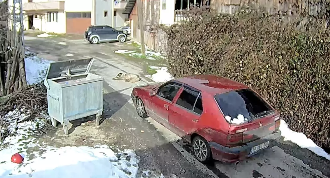 Köpeği Ezen Sürücüye İşlem Başlatıldı