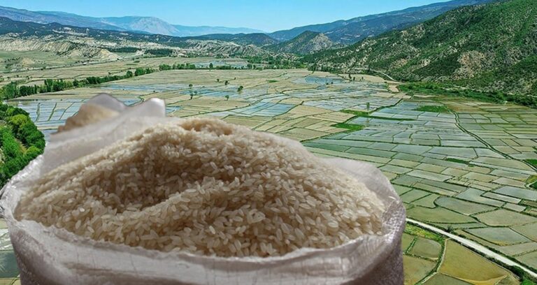 tosya-pirinci-tarihe-karisacak-zG3lemhu.jpg