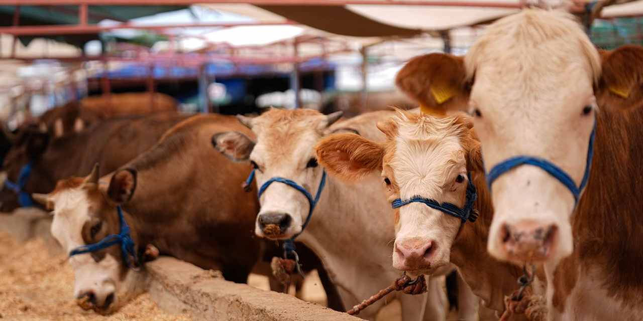 Kurban Bayramı İçin Alınan Önemli Önlemler ve Cezalar